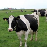 <strong>给奶牛滥用抗生素有哪些不良影响？</strong>