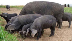  内江猪养殖技术，内江猪的品种优势