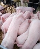 猪得蜂窝织炎有哪些症状？