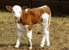 新生牛犊体温过低是什么原因？