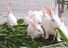 养兔可以近亲繁殖吗？