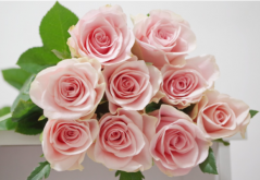 粉玫瑰的4个花语，都是美好与爱意，适合送给少女