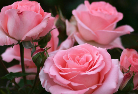 粉玫瑰的4个花语，都是美好与爱意，适合送给少女