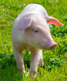猪的正常体温是多少？