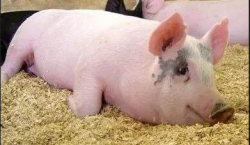 猪的体温为什么会不断变化？