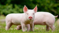猪是最嗅觉灵敏的动物？