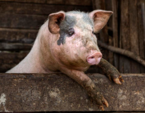 母猪繁殖特性与仔猪生理特性