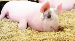 育肥猪的饲料利用率与养殖要点