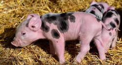 猪咬尾是因为营养不全吗？