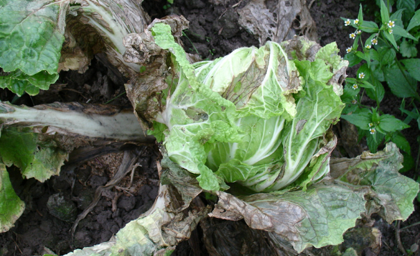 大白菜黑腐病与软腐病有何区别?