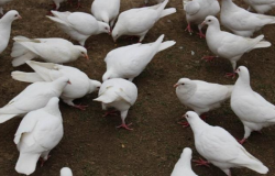 菜鸽子的养殖方法