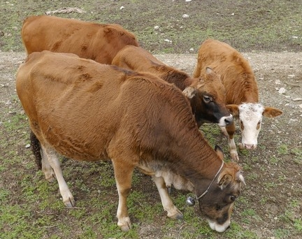冬季想养好牛的六大要点需注意！