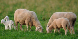 <b>如何提高配种母羊受胎率？</b>