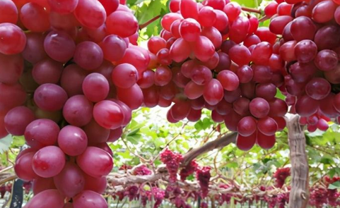 克伦生葡萄种植技术及技巧