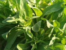 <strong>酥醪菜的种植技术有哪些？</strong>