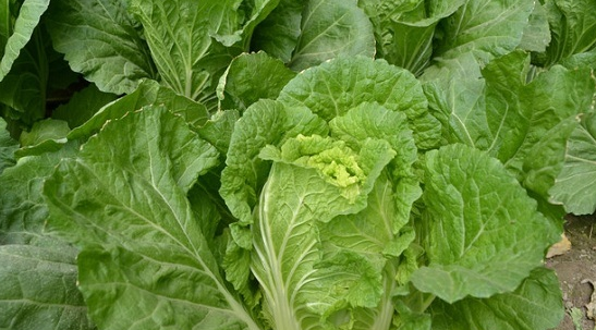 种植大白菜要如何防治菜青虫？