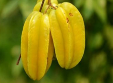 <strong>种植杨桃的最好小技巧</strong>