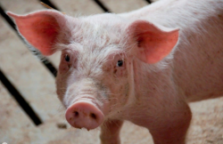 猪颤抖的症状、原因及防治措施