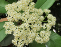 <strong>种植石楠花有什么好处？</strong>