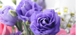 紫色玫瑰适合送的三种人