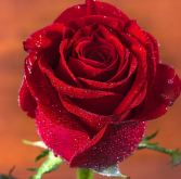<strong>鲜花的真正含义！如何为不同场合选择合适的鲜花</strong>