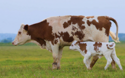 <strong>母牛乳房有硬块是什么原因？</strong>