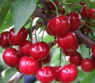 <strong>如何在家种植车厘子 </strong>