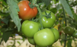 <b>如何有效防止西红柿落花和落果？</b>