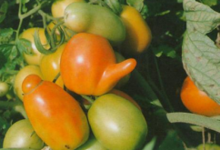 西红柿畸形果原因及预防