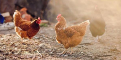 鸡群疾病预防有哪些？