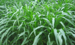 <strong>墨西哥玉米草种植方法和时间</strong>