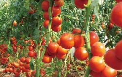 夏季育出番茄壮苗的好方法