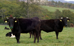 牛掉毛常见的三种原因及解决办法？