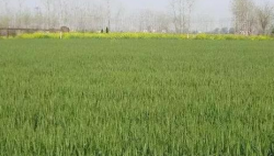 <strong>对“虫”下药的驱虫药你用对了吗？</strong>