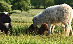 羊吃毛的原因及治疗方法