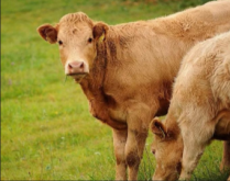 母牛异常发情有哪些原因？
