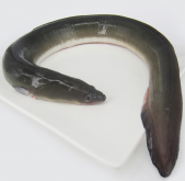 <strong> 鳗鲡毒素</strong>