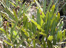<strong>对开蕨是重点保护野生植物</strong>