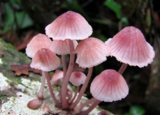 <strong>毒粉褶菌可以食用吗？</strong>