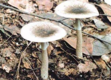 <strong>褐云斑鹅膏菌误食用后的中毒症状</strong>