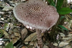 <strong>块鳞灰毒鹅膏菌</strong>