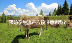 <strong>预防孕牛流产应该注意哪些？</strong>
