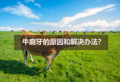 <strong>牛磨牙的原因和解决办法？</strong>