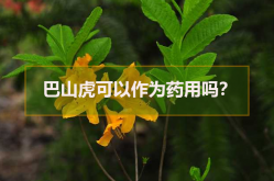 巴山虎可以作为药用吗？