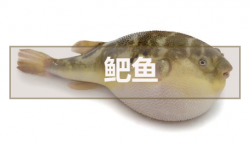<strong>鲃鱼</strong>