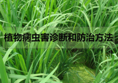 植物病虫害诊断和防治方法