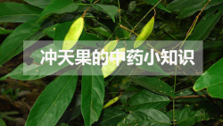 <strong>冲天果的中药小知识</strong>