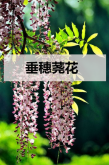 <strong>垂穗荛花</strong>