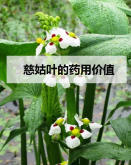 <strong>慈姑叶的药用价值</strong>