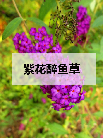 紫花醉鱼草